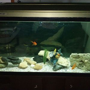 les presento mi primer acuario