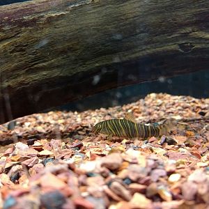 Botia Striata