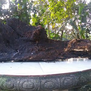 Tronco para acuario