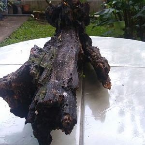 Tronco para acuario