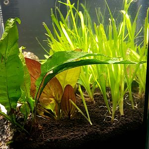 FORMA DE PLANTAR VALLISNERIA Y HELECHO DE JAVA