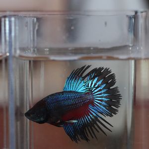 Betta Corona