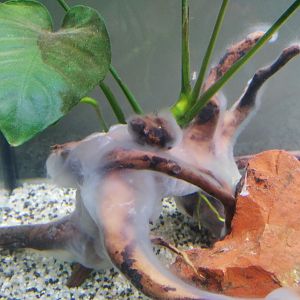 Acuario ciclando con anubias desde el principio
