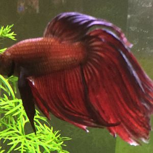 betta