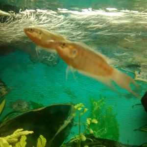 Dos peces paraiso hembras.
