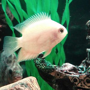 Severum Gold