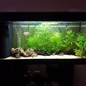 PROGRESO ACUARIO