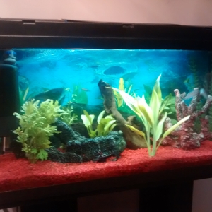 Mi acuario 100 litros