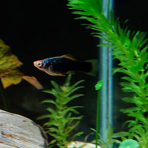 Pez