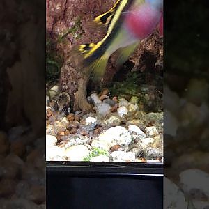 Kribensis
