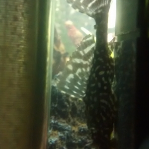 Mi pleco.