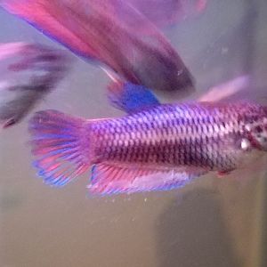 Betta velo
