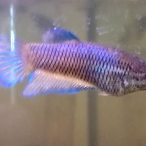 Betta velo