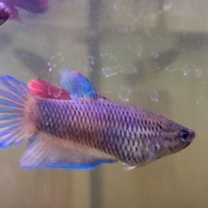 Betta velo