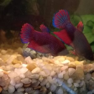 Betta velo