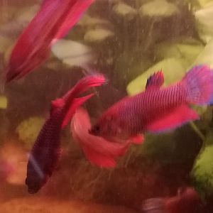Betta velo