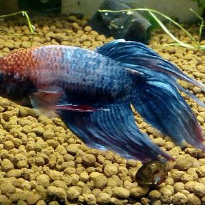 Betta splenders