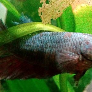 Betta hembra cola corona