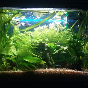 Acuario 70litros