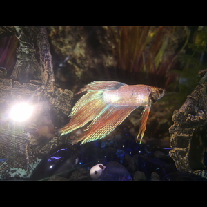 Betta splenders?