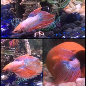 Betta splenders? Cola velo?