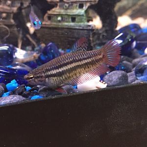 Betta hembra..estresada???