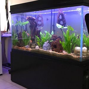 560 Litros Agua Dulce " Yin "