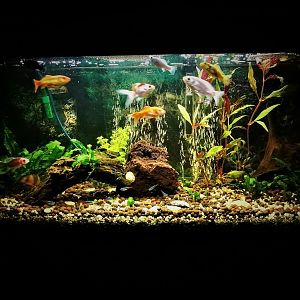 Mi Acuario