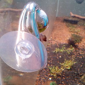 caracol2