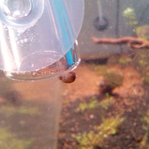 caracol1