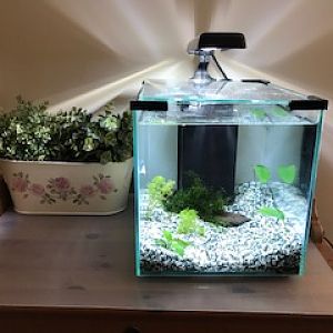 Nano acuario Betta