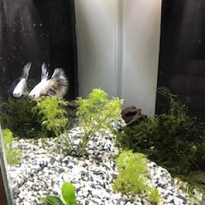 Nano acuario Betta