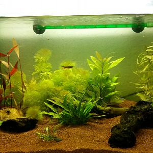 Mi acuario