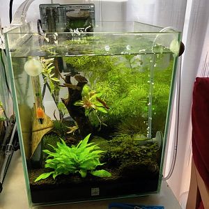 Acuario de 20L