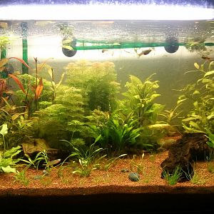 Evolución acuario con co2 casero.