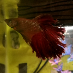 Betta rojo