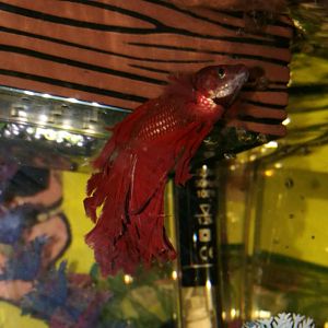 Betta rojo