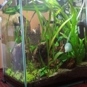 nanoacuario 30l