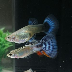 Mis guppys