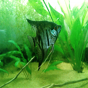 Pterophyllum Scalare