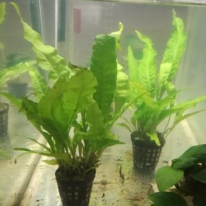Plantas