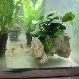Plantas