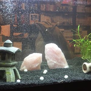 Mi acuario de 60 litros