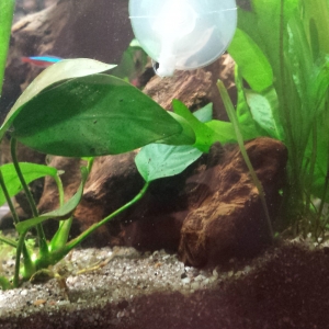 nanoacuario 30l