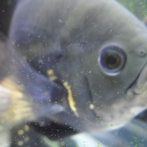 Astronotus Ocellatus