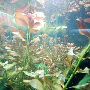 Ludwigia Ovalis y Rotala Rotundifolia
