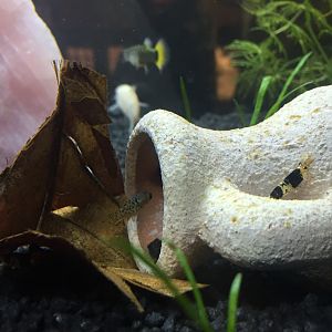 Neocaridina y platy