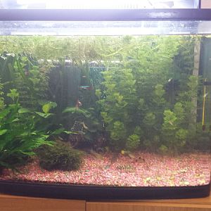 acuario completo descarte