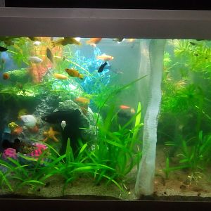 Acuario reproductor