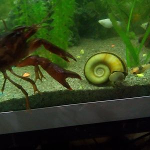 Lagosta y caracol
